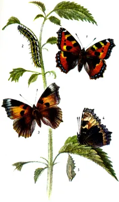 Природа Байкала | Бабочка Крапивница