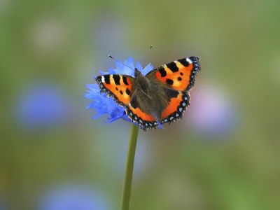 Бабочка крапивница на травинке …» — создано в Шедевруме
