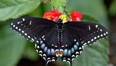 Бабочка крапивница на цветах седума фотография Stock | Adobe Stock