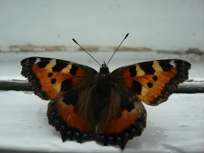 Огромную бабочку махаон заметили в Новосибирске | VN.RU