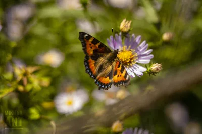 Бабочка Крапивница Сцена Природы - Бесплатное фото на Pixabay - Pixabay