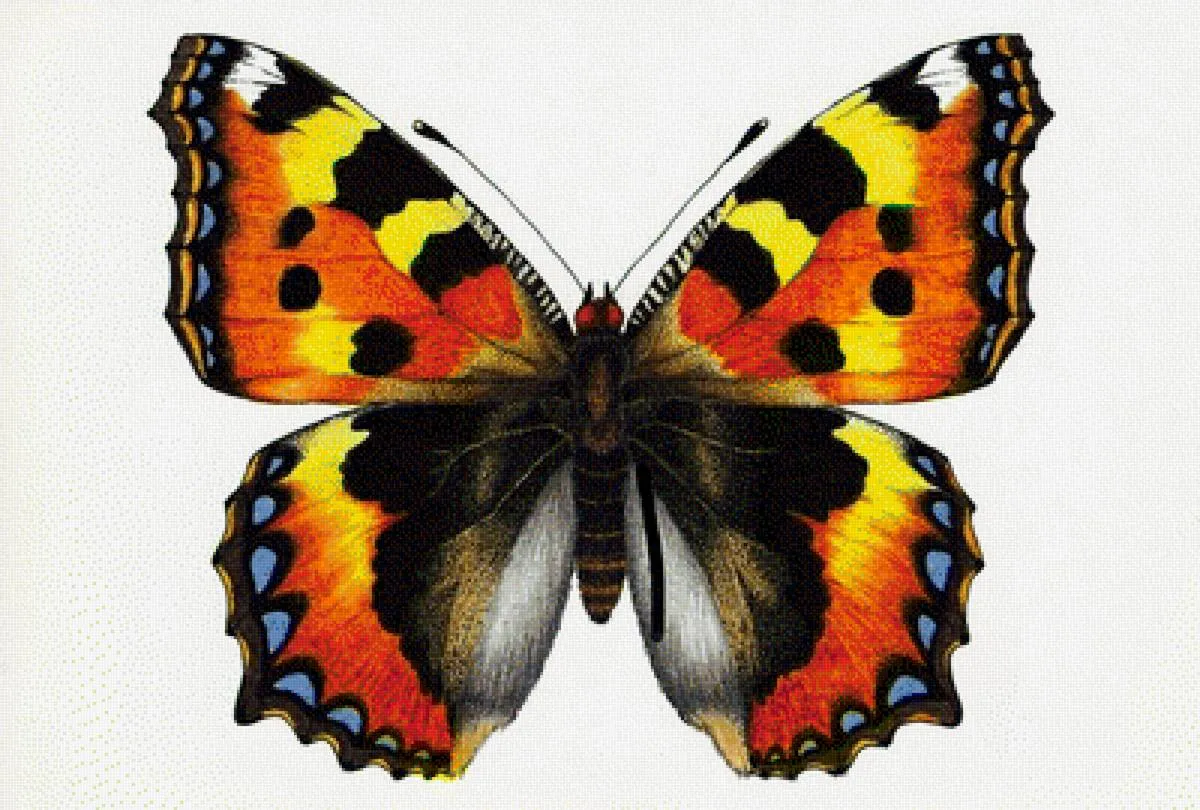Бабочка скопировать. Бабочка крапивница. Крапивница Aglais urticae. Разноцветные бабочки. Бабочки цветные.