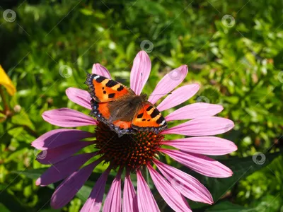 Крапивница Бабочка, Великобритания Стоковые Фотографии | FreeImages
