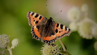 Бабочка крапивница (32 фото) - 32 фото