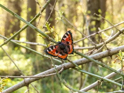 Сильная, быстрая и удивительная - бабочка Махаон