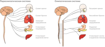 Сыпь | Медицинская клиника Simple Health