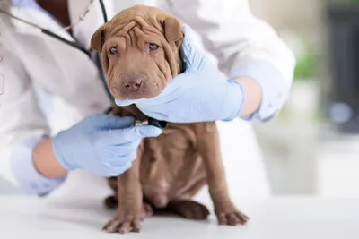 Началась аллергия на собаку: симптомы и способы борьбы