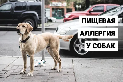 Аллергия у собак