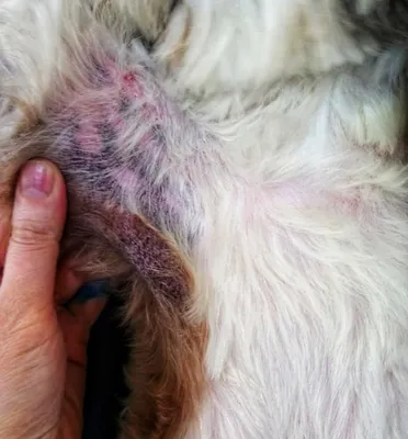Чем лечить кожную аллергию у собак - cdVet - натуральные витамины для кошек  и собак