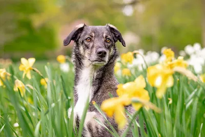 Аллергия у собак: как проявляется, чем лечить и что дать, симптомы, фото