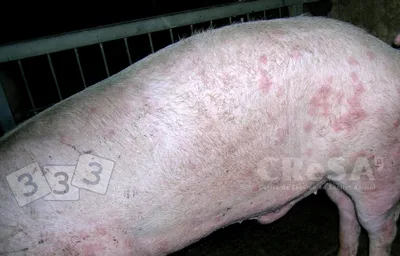 Ромбовидные высыпания на коже - Атлас патологий свиней - pig333.ru, от  фермы к рынку