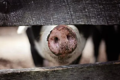 Уставшая свинья после драки - Атлас патологий свиней - pig333.ru, от фермы  к рынку