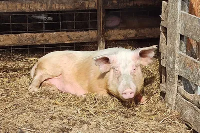 Дело фермера, которого подозревают в распространении чумы свиней на юге  Сибири, передано в суд | 18.12.2023 | Абакан - БезФормата