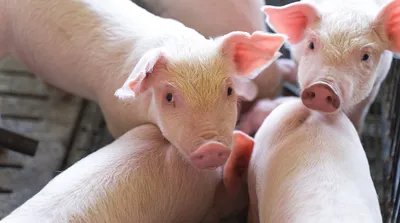 На юге Красноярского края зарегистрирован очередной случай африканской чумы  свиней