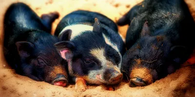 Африканская чума свиней, угроза сохраняется.