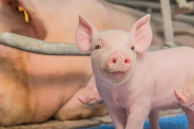 Возбудитель рожи свиней - презентация онлайн
