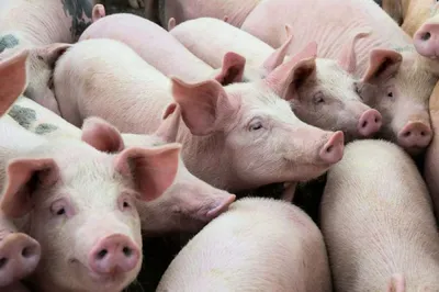 На территории области выявлен очаг африканской чумы свиней.