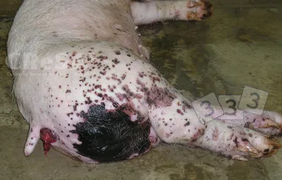 Некротический дерматит - Атлас патологий свиней - pig333.ru, от фермы к  рынку
