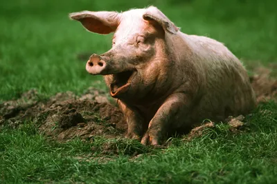 Ликвидирован очаг африканской чумы свиней