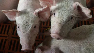 Как генно-модифицированные свиньи помогут людям в питании и пересадке  органов | Просто такая генетика | Genotek | Дзен