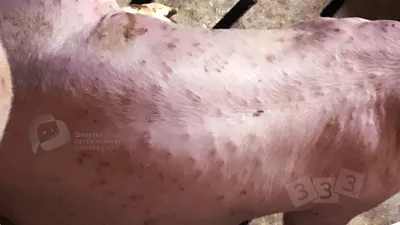 Дерматит - Атлас патологий свиней - pig333.ru, от фермы к рынку