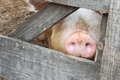 Молодые розовые свиньи в хлеве фермы Стоковое Фото - изображение  насчитывающей пер, млекопитающее: 51528902
