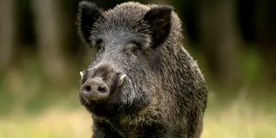 Африканская чума свиней симптомы - 47 фото