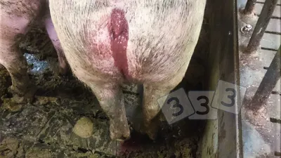 Кровавый понос - Атлас патологий свиней - pig333.ru, от фермы к рынку