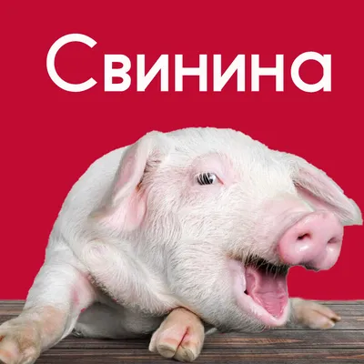 Карликовые свиньи, они же мини-пиги: как купить и содержать такого  поросенка - Афиша Daily