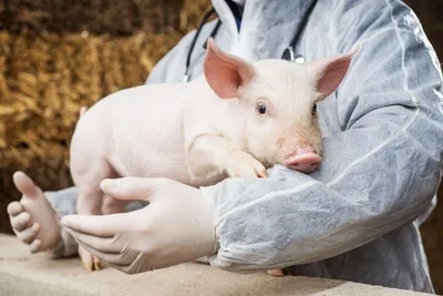 Сыворотка против рожи свиней 100 мл | Первая ветеринарная аптека в Ижевске