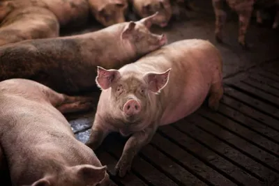 Кожные заболевания свиней - 69 фото