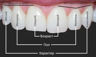 Красивая форма зубов фото фото