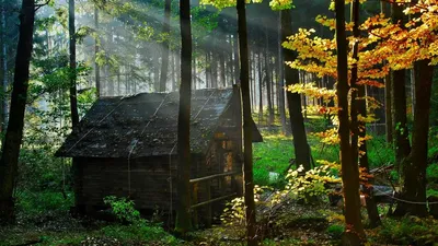 Настроение осень: 40+ уютных домиков в лесу — INMYROOM | House design,  Architecture, A frame house