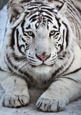 Красивые фото белого тигра фото