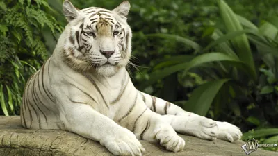 Белый тигр животного с голубыми глазами - картинки и фото poknok.art