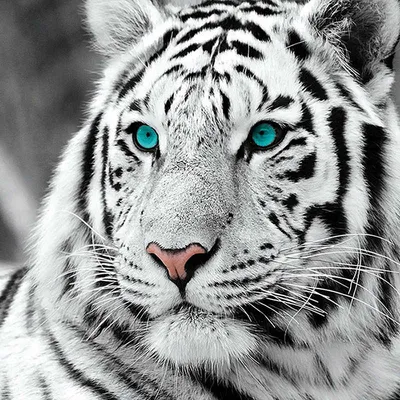 Белый тигр брошь | Пикабу