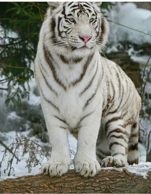 Белого тигра в хорошем качестве - картинки и фото koshka.top