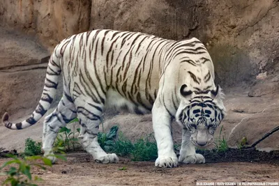 Белый тигр красный клен - Demiart