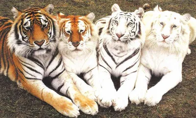 Муляж белого тигра в интернет-магазине Ярмарка Мастеров по цене 600000 ₽ –  CITP9RU | Скульптуры, Плавск - доставка по России