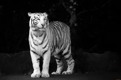 красивый белый тигр стоковое фото. изображение насчитывающей ангстрома -  148365004