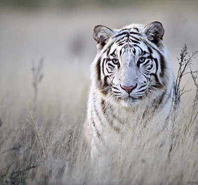 Тигр - низвергнутый владыка джунглей | Большая Азия