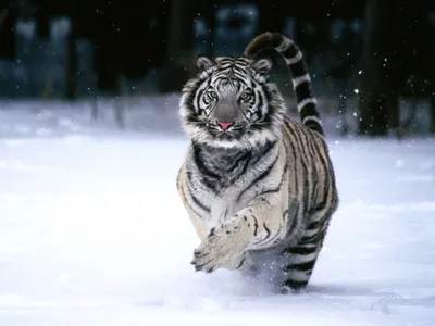 Картинки белый тигр (65 фото) 🔥 Прикольные картинки и юмор
