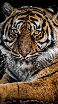 Тигры, тигрицы и тигрята - фото и обои, tigers wallpapers