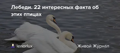 Два черных лебедя появились на озере Симферопольского зооуголка - KP.RU