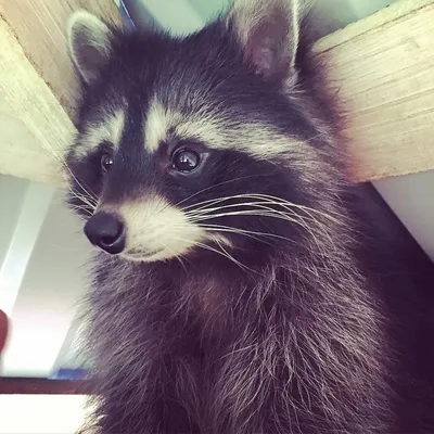 Фотографии животных — Еноты | Pet raccoon, Raccoon funny, Cute raccoon