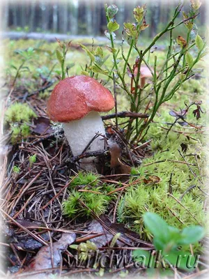 Сбор грибов - тихая охота октябрь 2021. Огромный гриб - грибы гиганты и  мутанты. Грибы в лесу. Осень | Андрей Головинский | Дзен