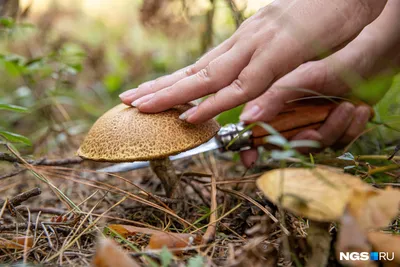 Какие грибы теперь нельзя собирать в России. И как они выглядят на фото |  РБК Life