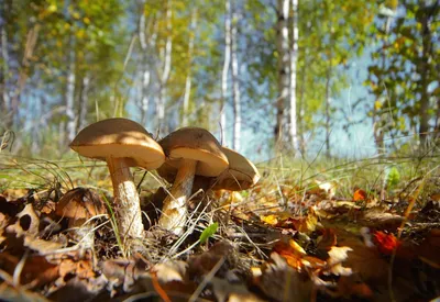 Фото грибов в лесу | Грибы, Идеи для фото