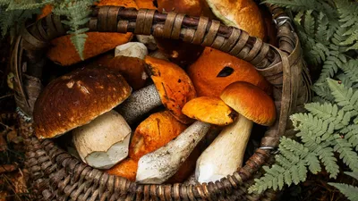 Красивые фото грибов в лесу фото