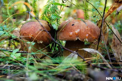 Самые красивые грибы: Фото, факты, описание